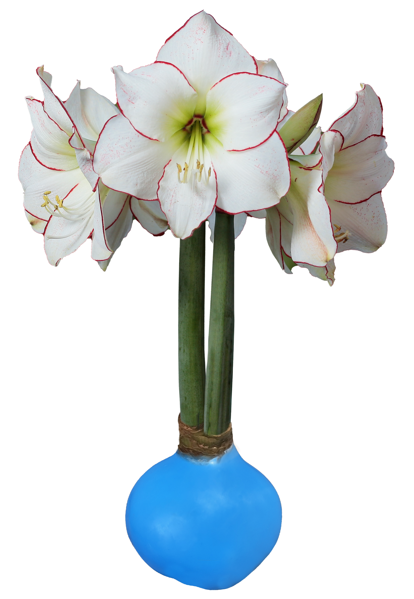 Picasso With Spring Blue Wax Base 34+ 18 Bulbs/Case