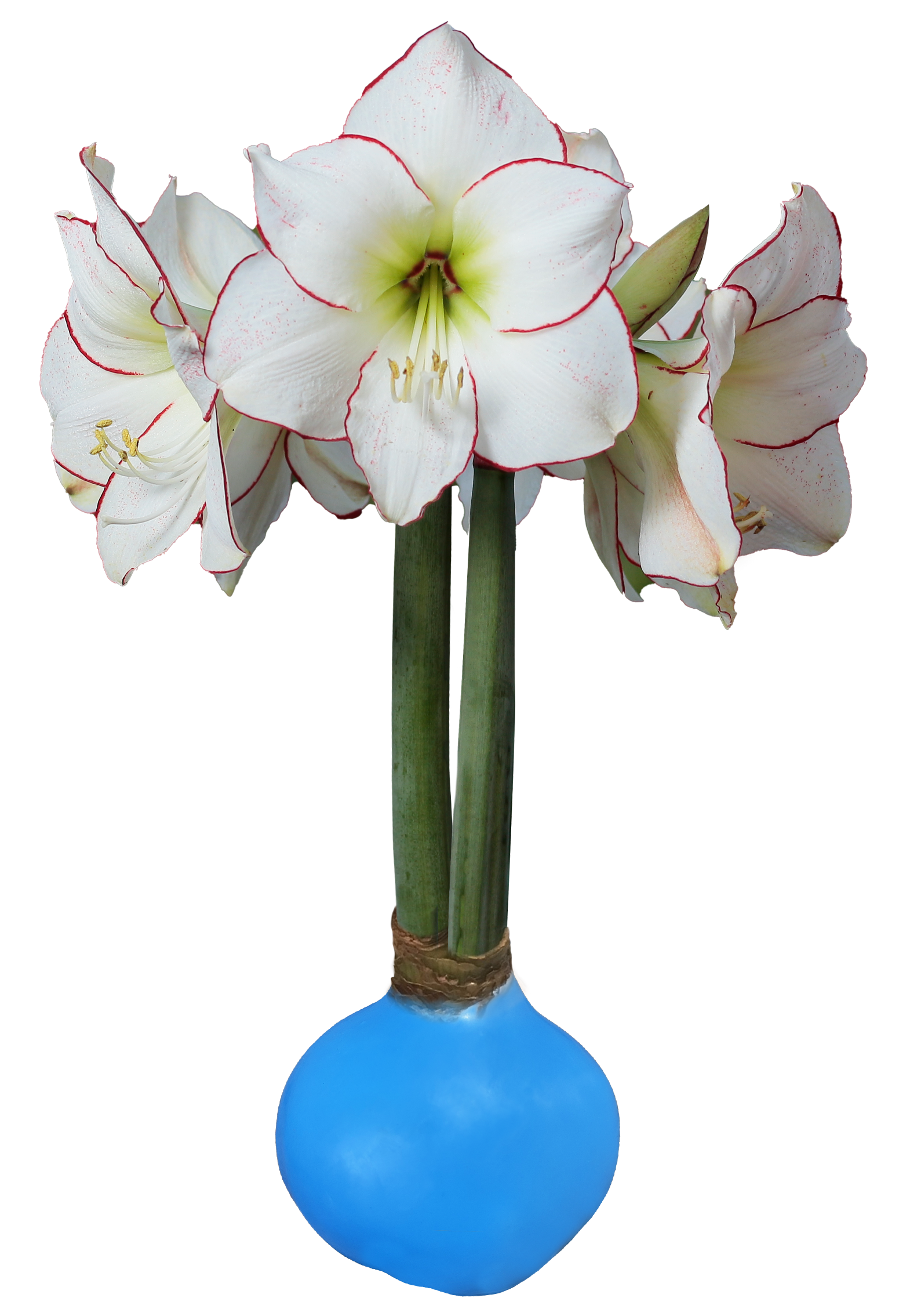 Picasso With Spring Blue Wax Base 34+ 18 Bulbs/Case