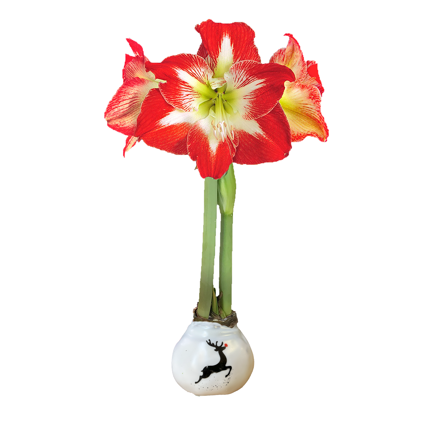 Minerva Reindeer Print Base 36+ Case of 18