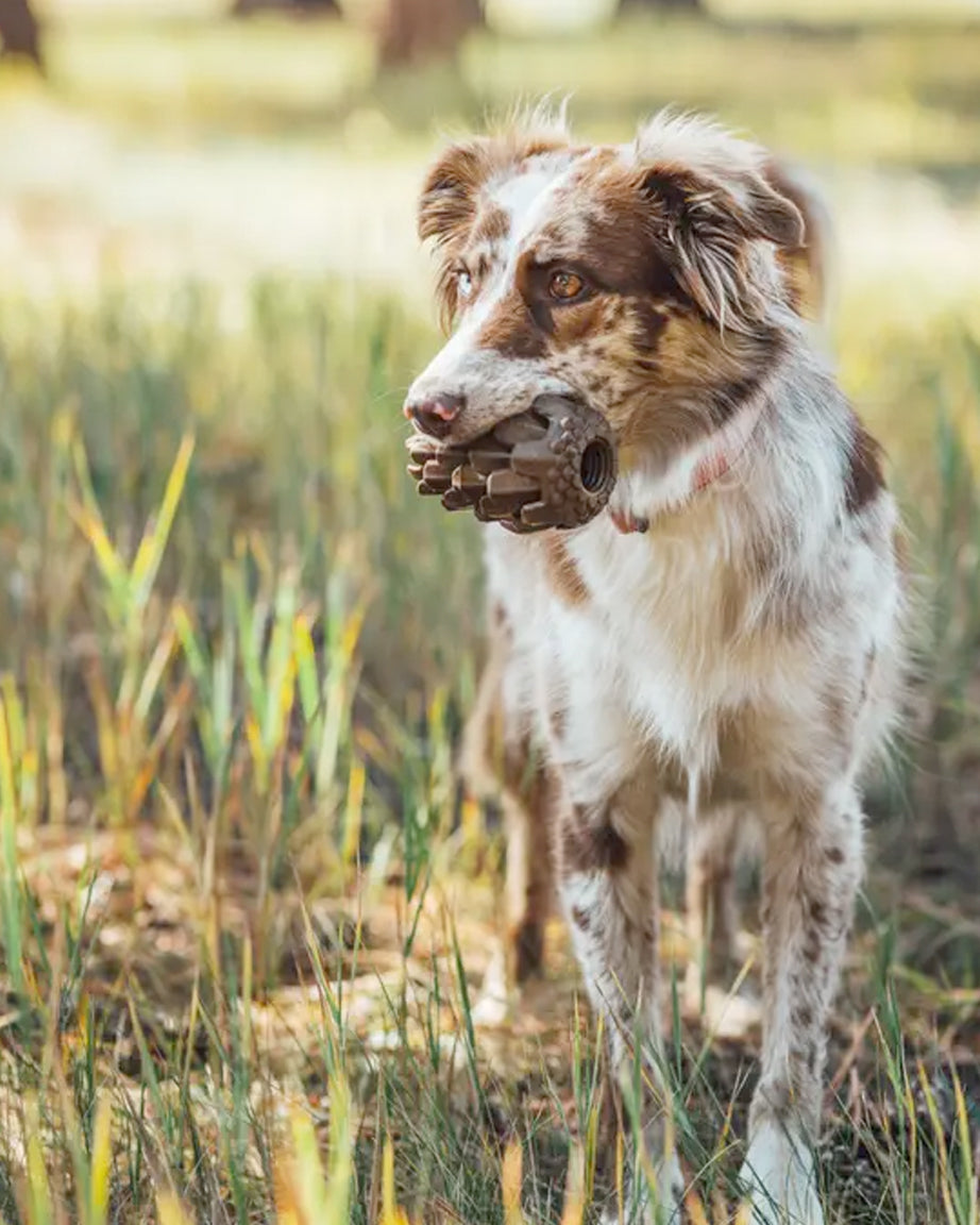 PINECONE PUZZLE TOY by Loblola