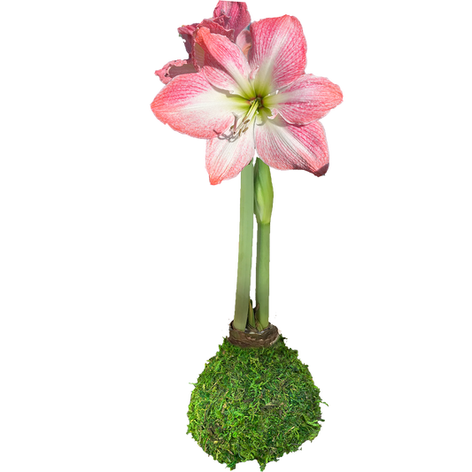 Cherry Blossom Moss Base 36+ 18 Bulbs/Case