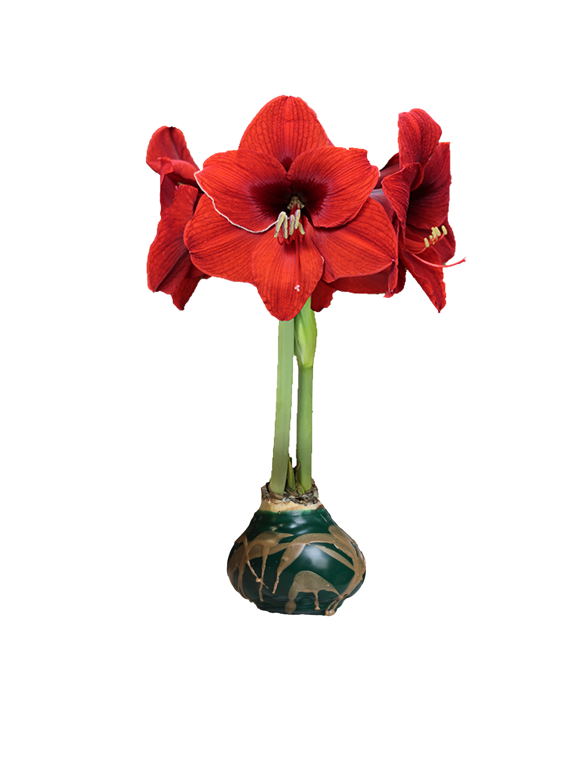 Red Flower Green Wax Gold Wax Splatter Base 36+ 18 Bulbs