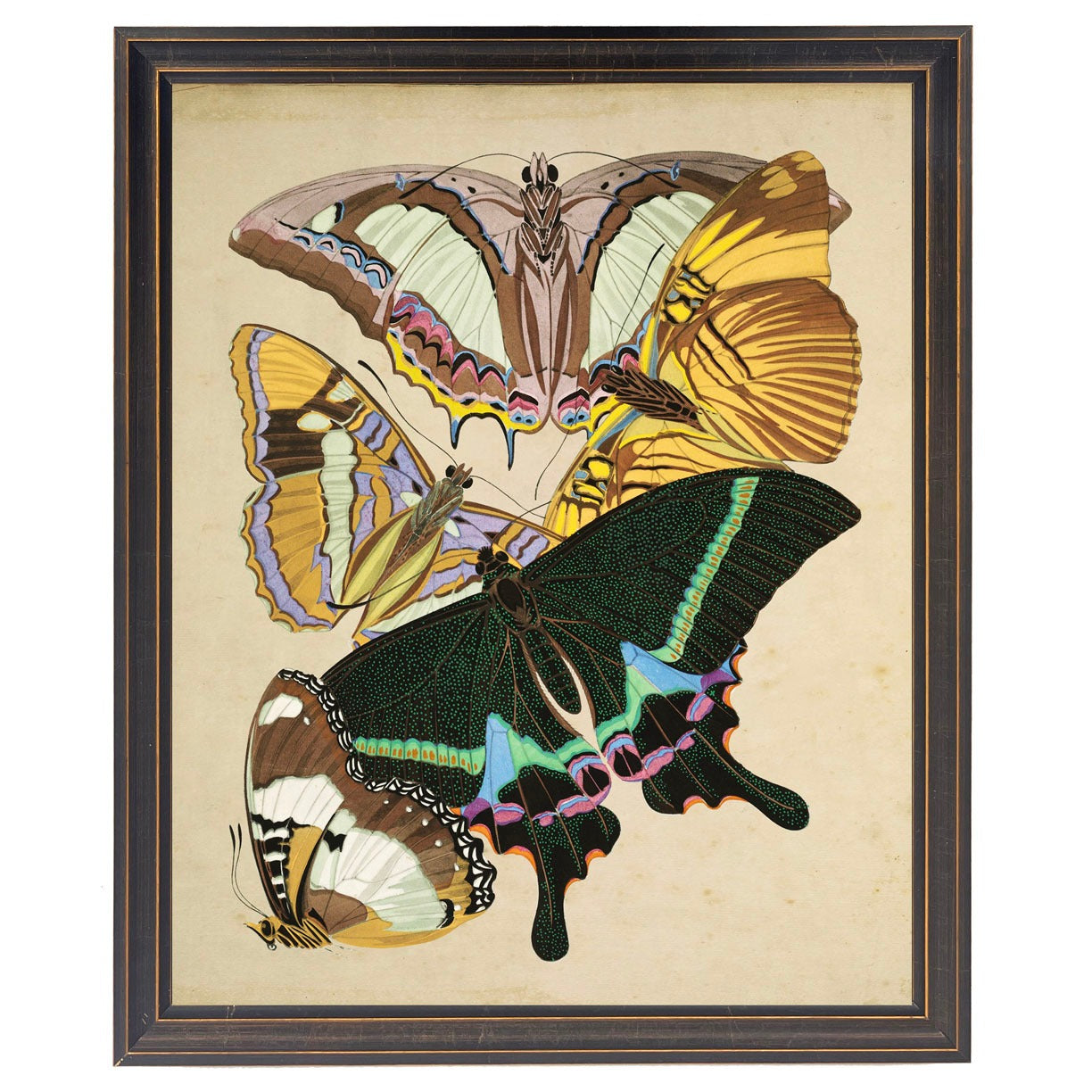 Multicolored Moths in Black and Gold Frame