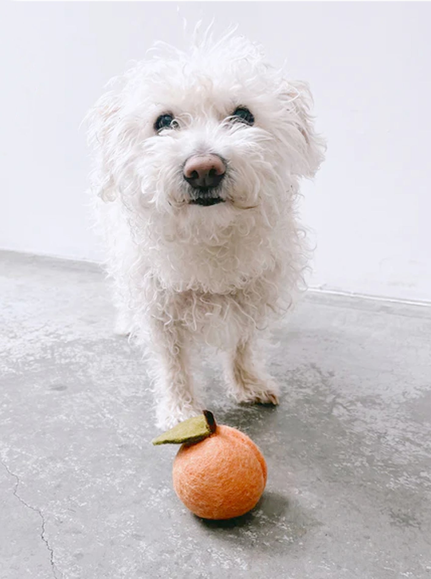 DOGGY PEACH
