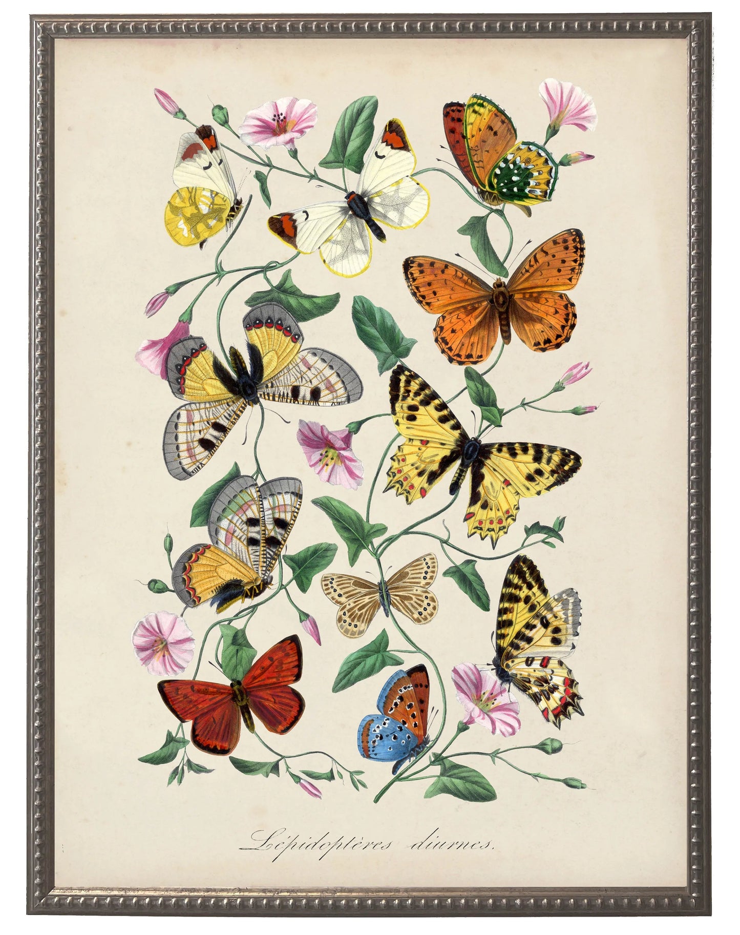 Vintage butterflies and flower print on a distressed background in a beaded pewter frame sized 16x20