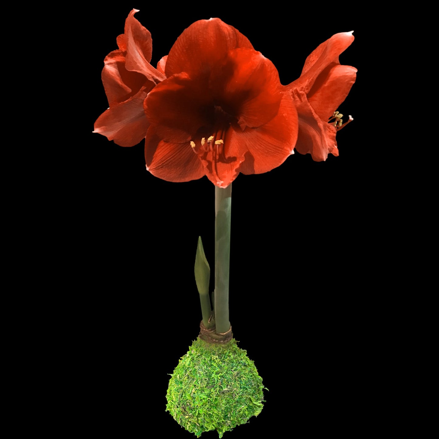 Orange/Red Flower Moss Base 36+ 18 Bulbs/Case