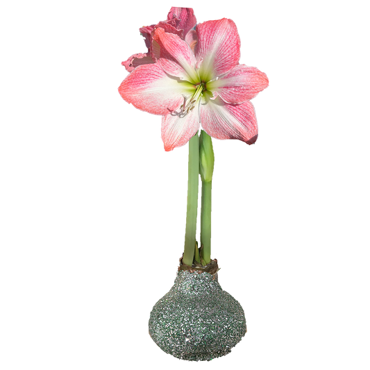 Cherry Blossom St Patrick Glitter 36+ 18 Bulbs/Case