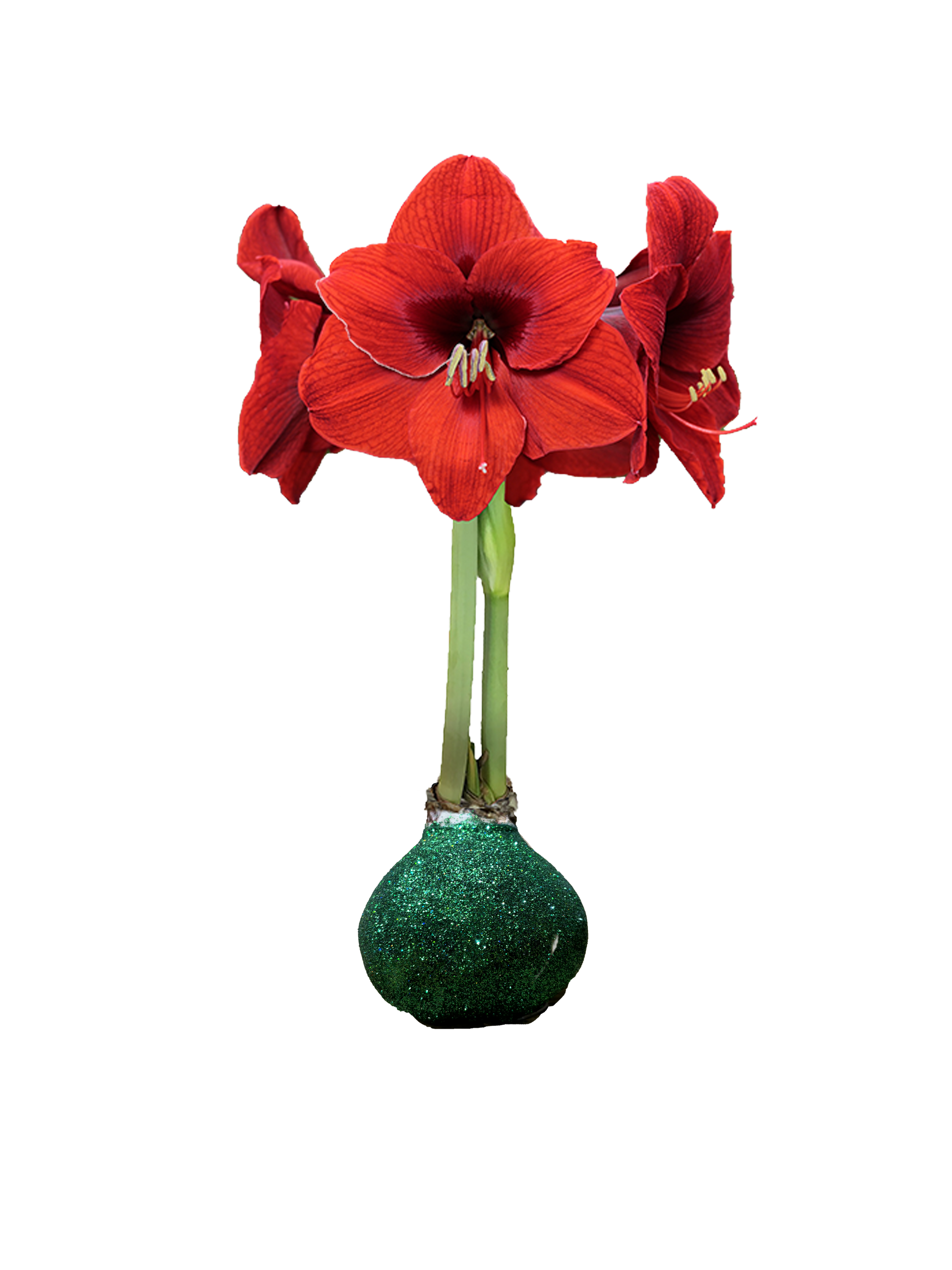 Red Flower Green Glitter 36+ 18 Bulbs/Case
