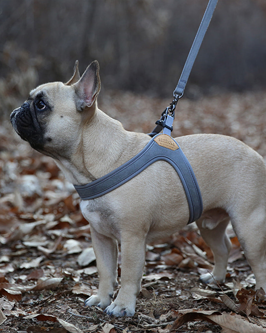 BUCKLE UP EASY HARNESS by Charlie's Backyard