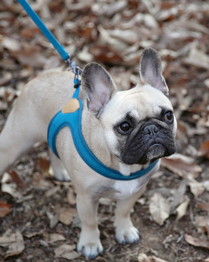 BUCKLE UP EASY HARNESS by Charlie's Backyard