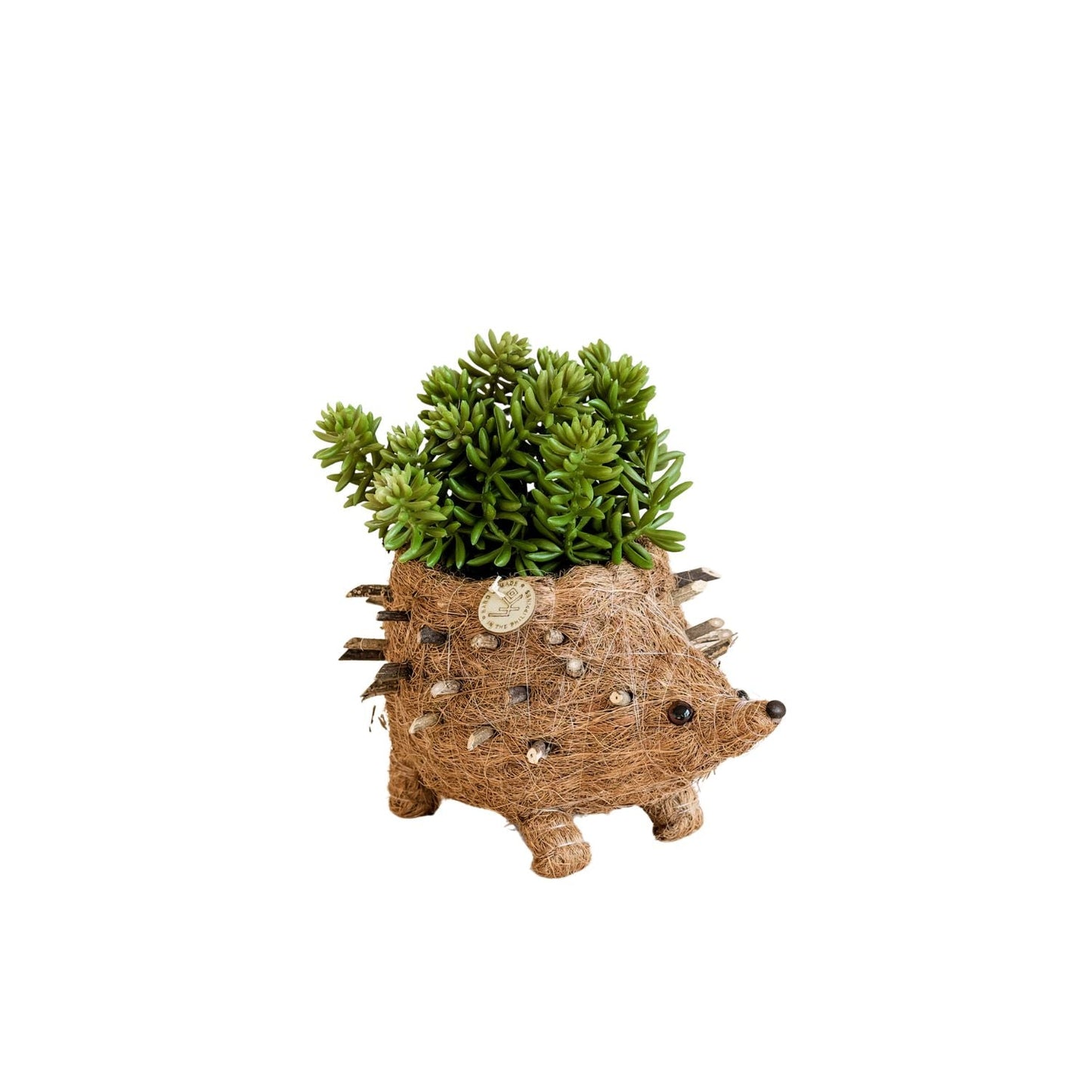 Baby Hedgehog Plant Pot - Handmade Planters | LIKHÂ