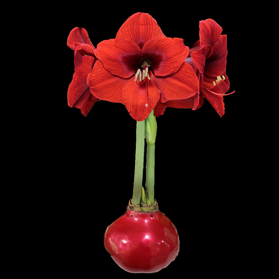 Red Flower Red Lacquer Base 36+ 18 Bulbs/Case