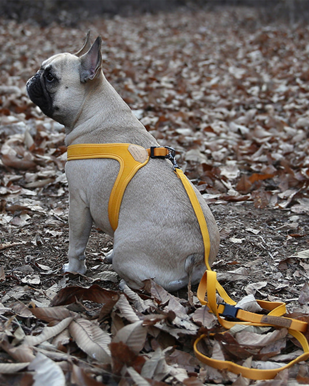 BUCKLE UP EASY HARNESS by Charlie's Backyard