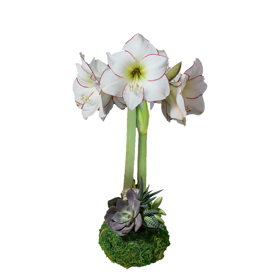 Picasso Succulent Moss Base +36 /8 Case