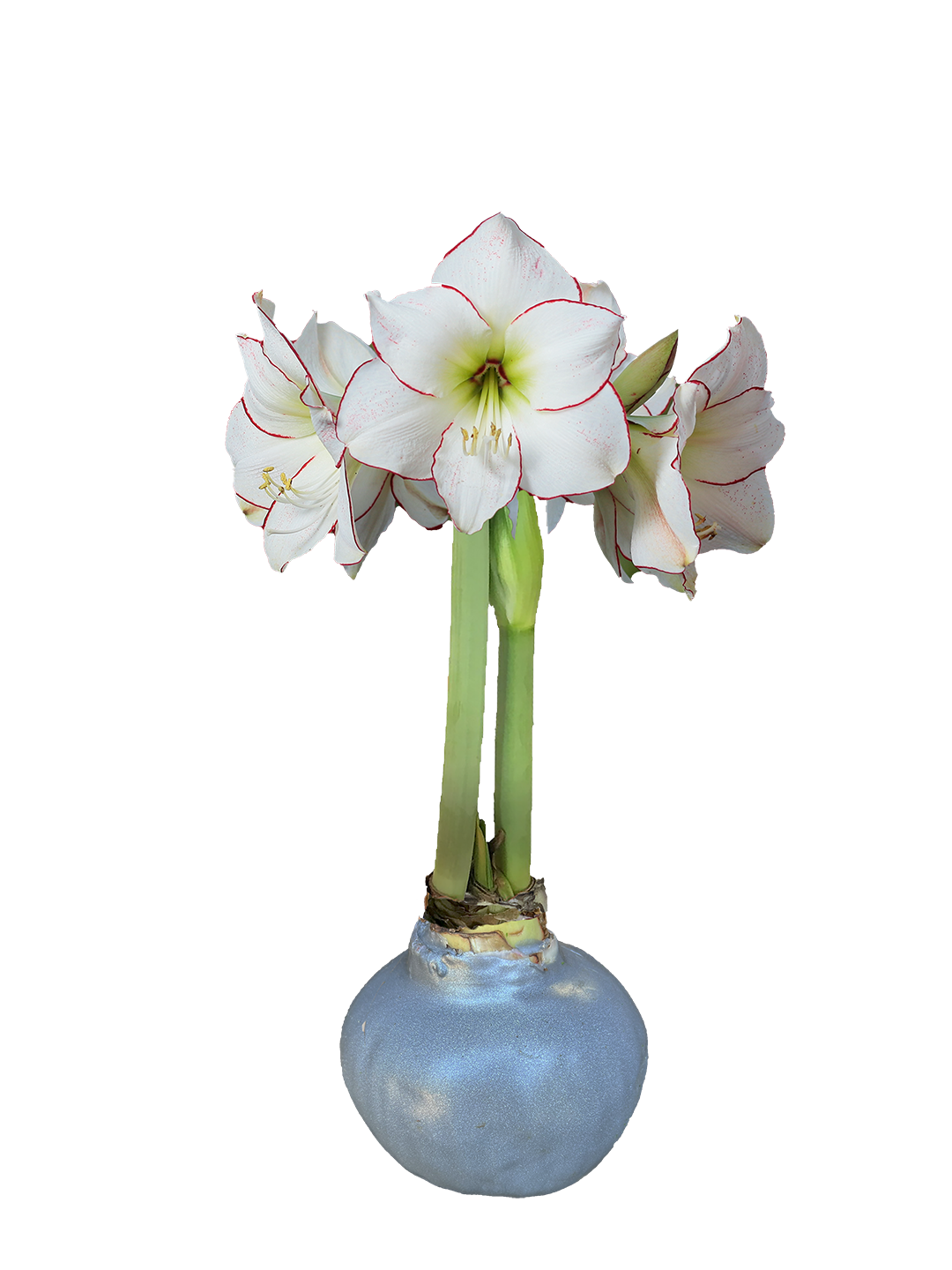 Picasso Silver Wax Base 36+ 18 Bulbs/Case