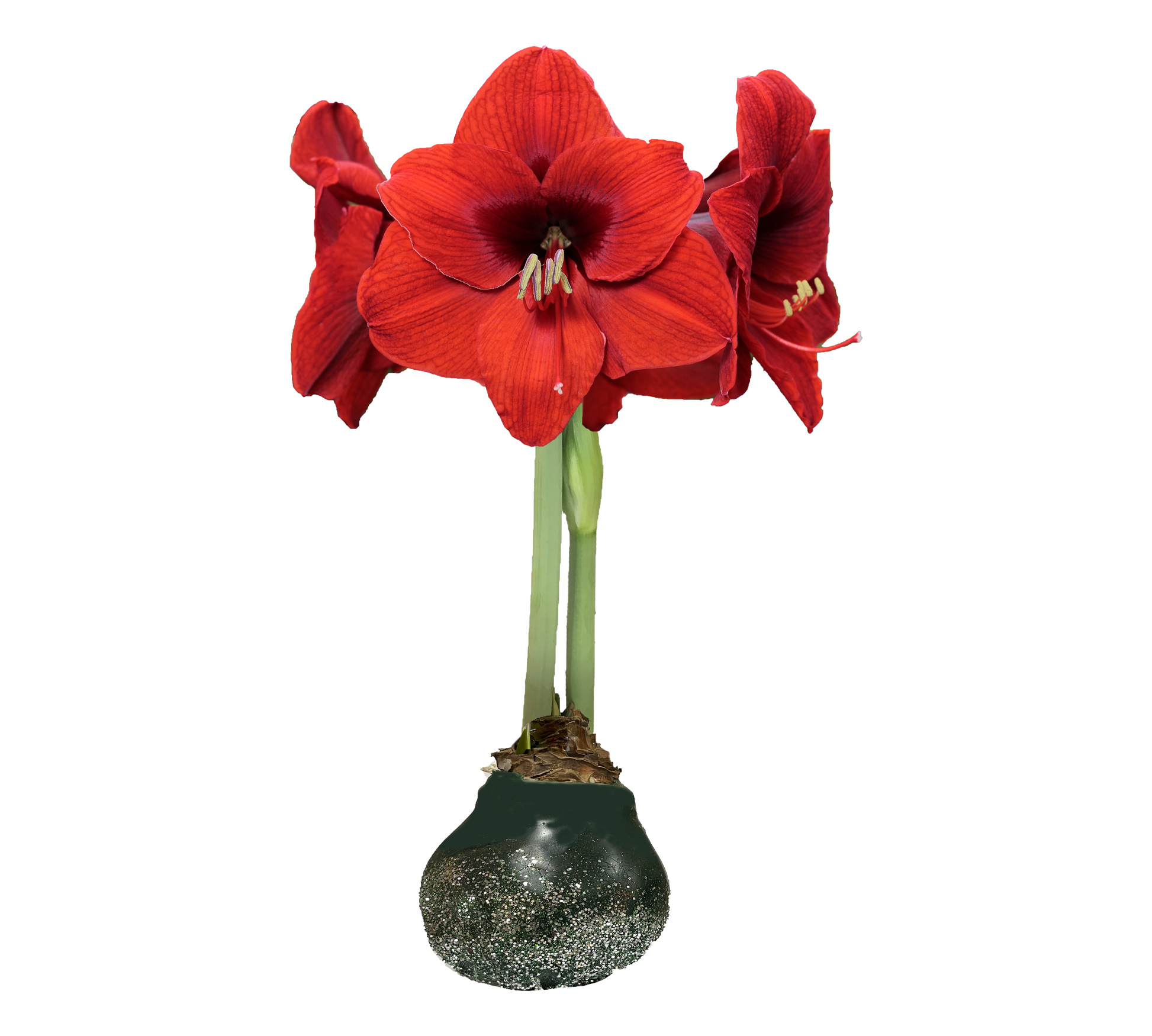 Red Flower Green Wax Silver Glitter Base 36+ 18 Bulbs/Case