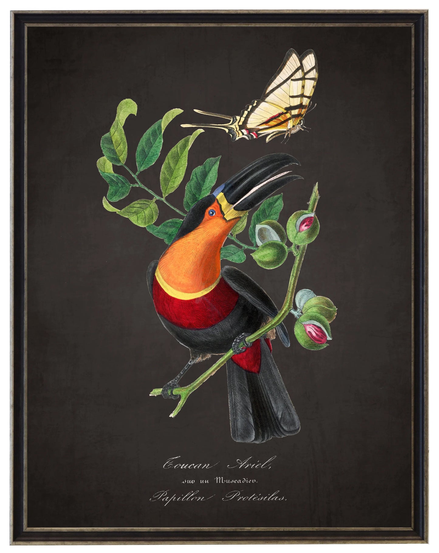 Vintage toucan and flower print on a distressed black background in a black and brushed silver frame sized 16x20