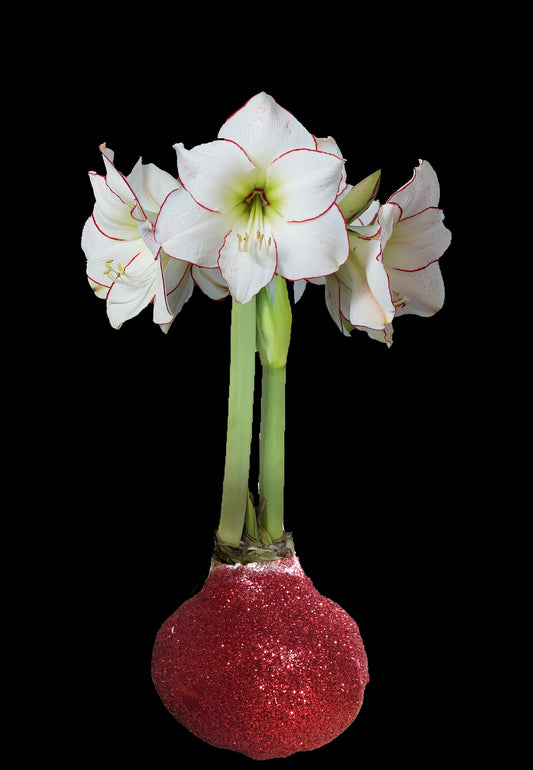 Picasso Red Glitter Base 32+ 18 Bulbs/Case