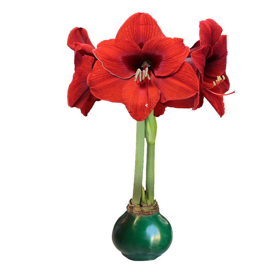 Red Flower Green Wax Base 36+ 18 Bulbs/Case
