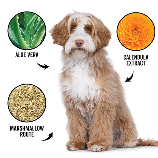 DOGDAYS Hydrating Dog Shampoo for Curly & Wavy Coats — Tear-Free, Vegan, and Hypoallergenic