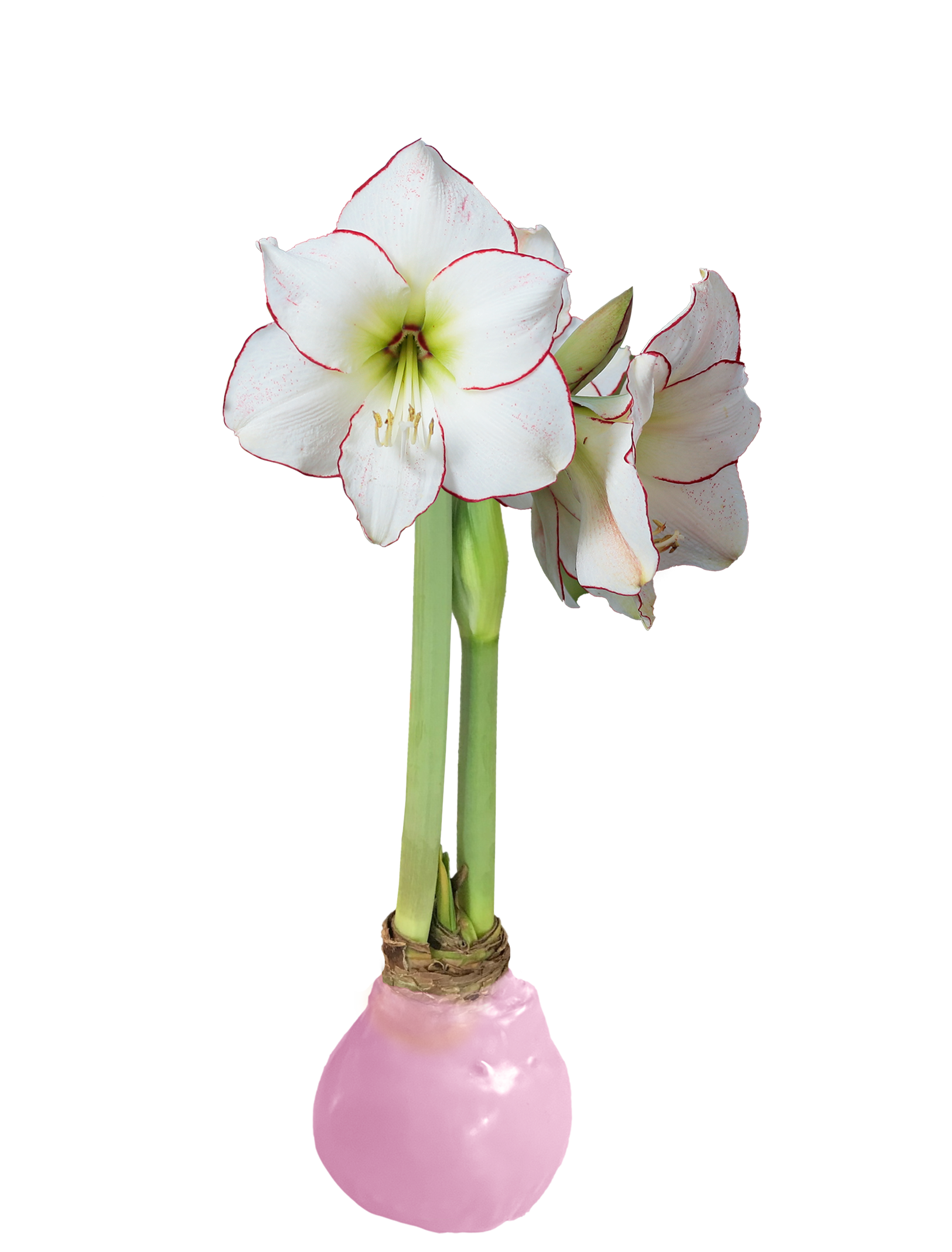 Picasso With Pink Wax Base 34+ 18 Bulbs/Case