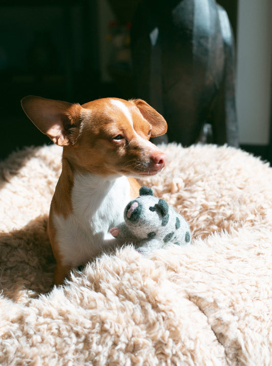 OCHO THE PIG from Aska's Animals