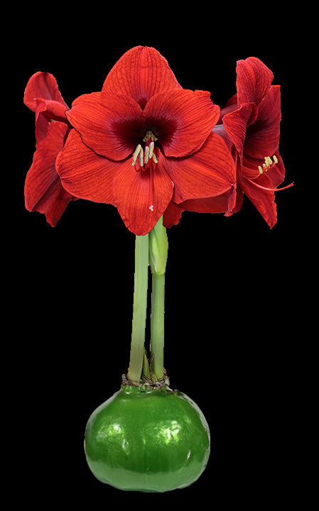 Red Flower Green Lacquer Base 36+ 18 Bulbs/Case