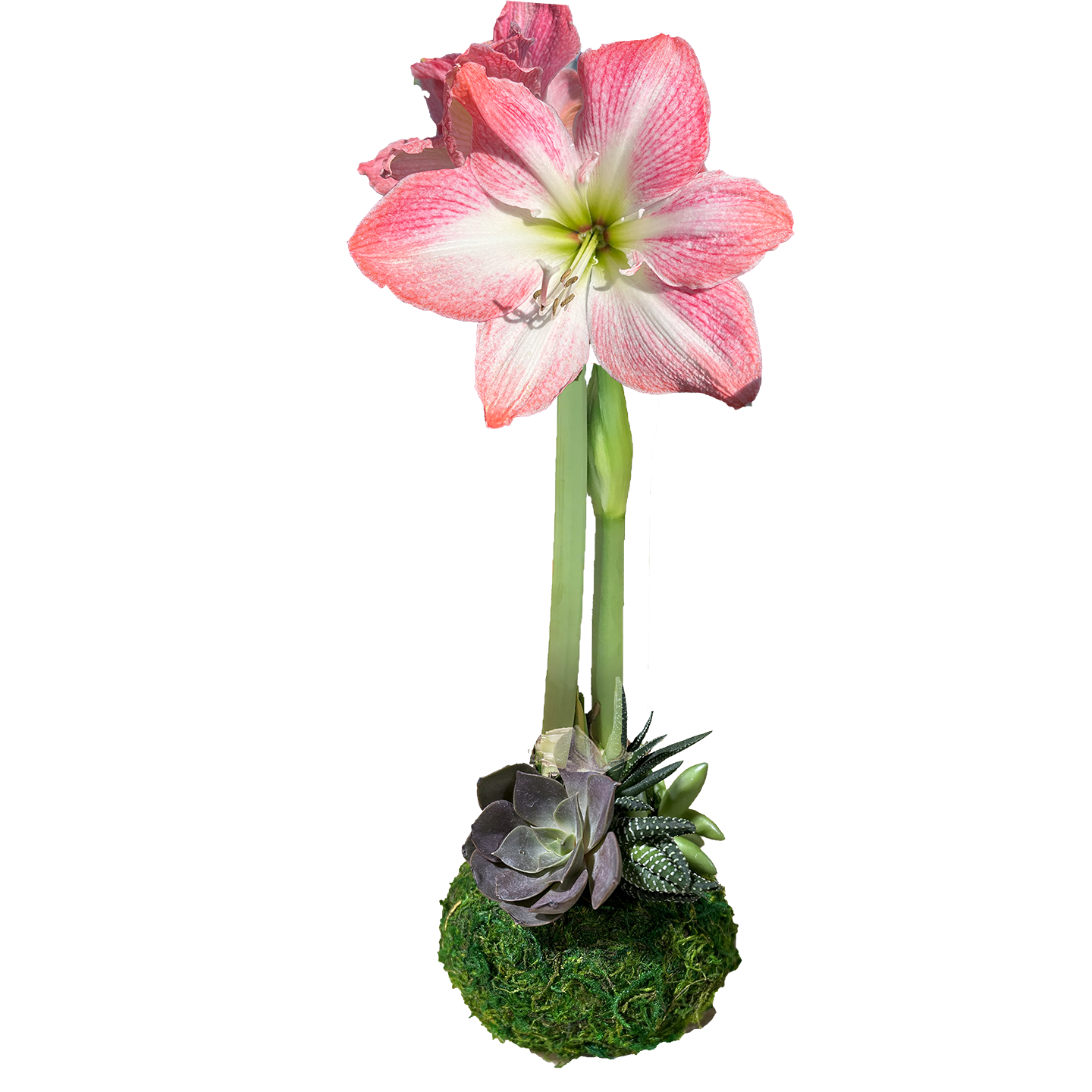 Cherry Blossom Moss Succulent Base 36+ 8 Bulbs/Case