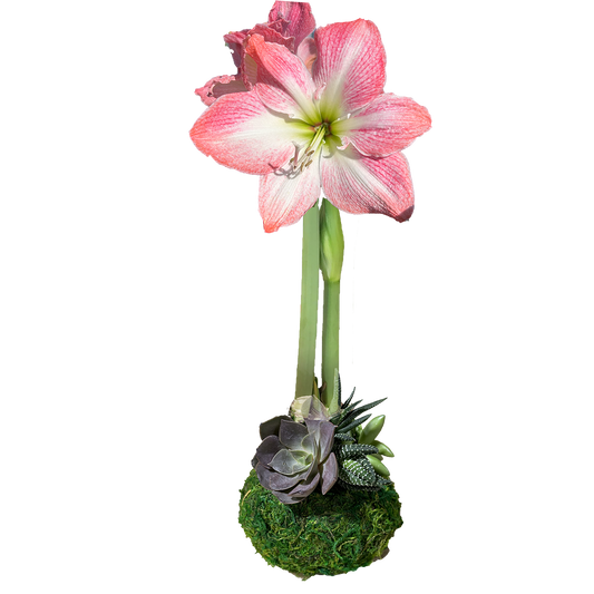 Cherry Blossom Moss Succulent Base 36+ 8 Bulbs/Case