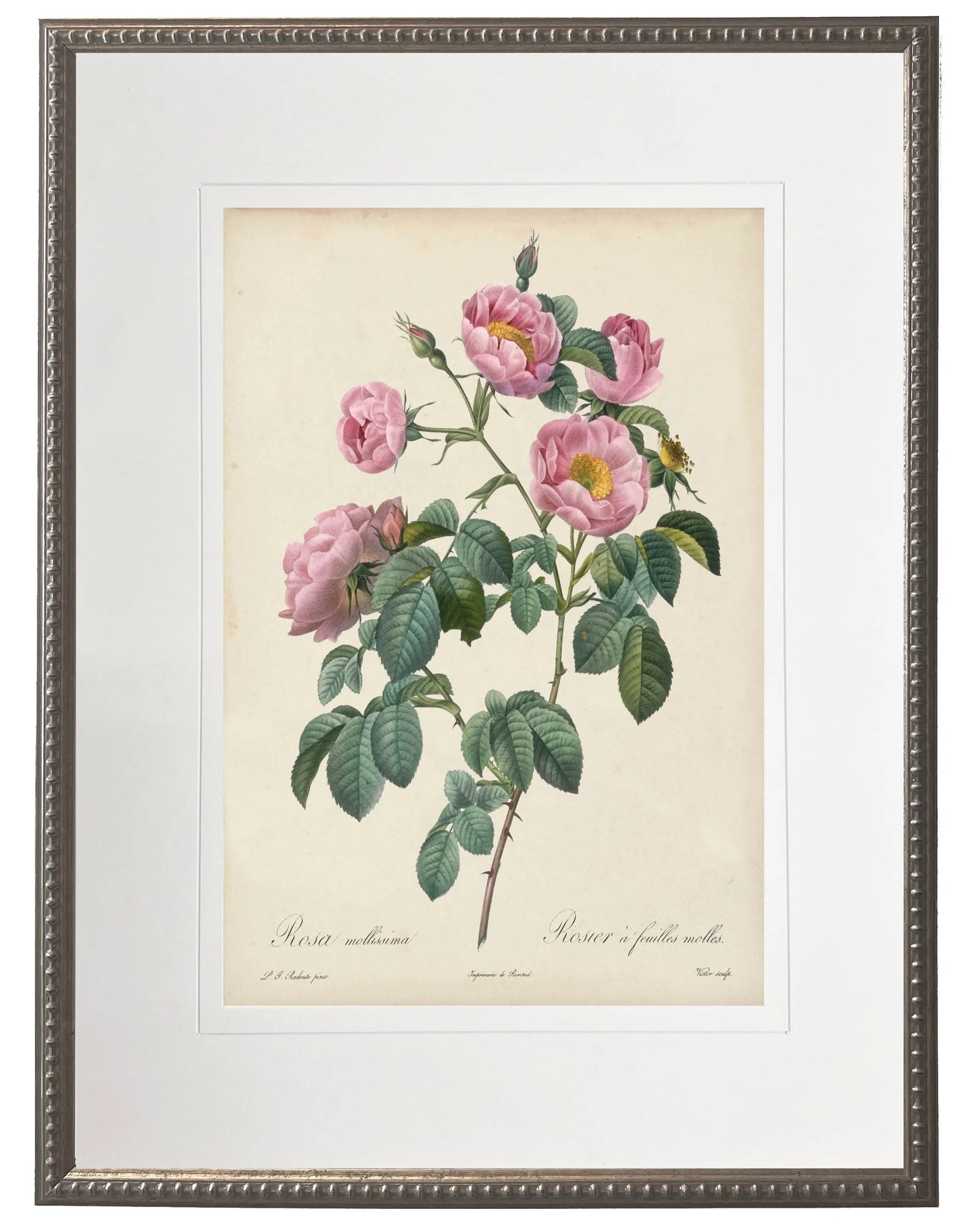 Vintage pink rose print matted in a cream mat in a beaded pewter frame sized 16x20