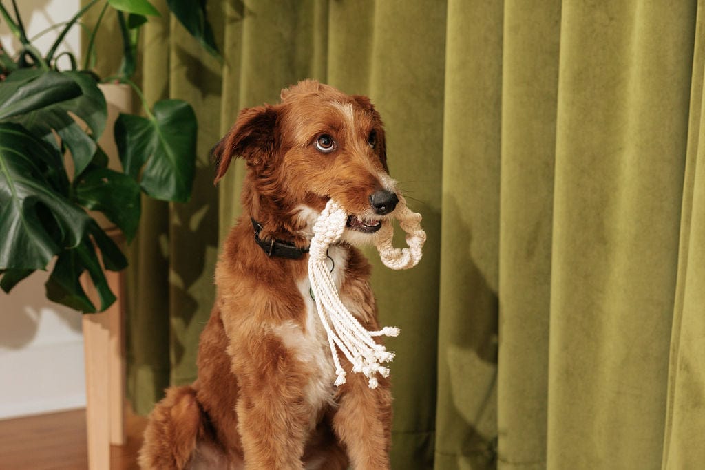 Macrame Rope Dog Toys: 2-Pack