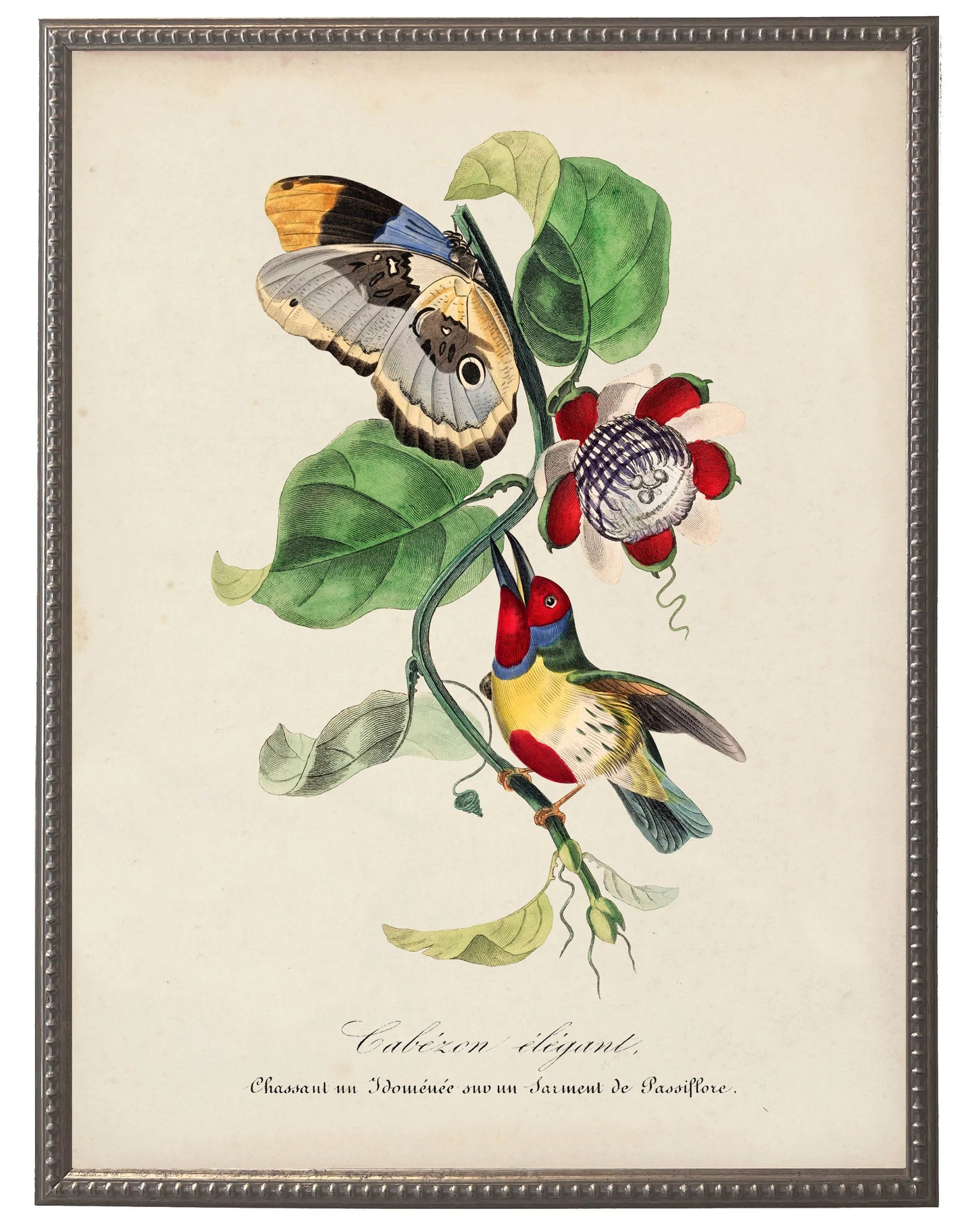 Vintage barbet and flower print on a distressed background in a beaded pewter frame sized 16x20