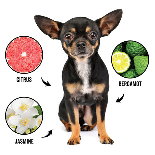 DOGDAYS Dog Deodorizing Spray — Natural, Hypoallergenic Freshening Mist