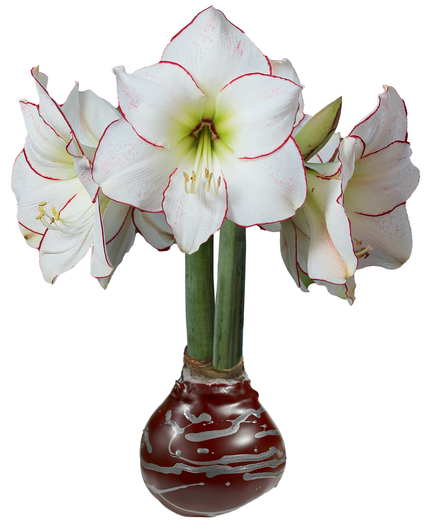 Picasso Burgundy Wax With Silver Lacq. Splatter Wax 18/case