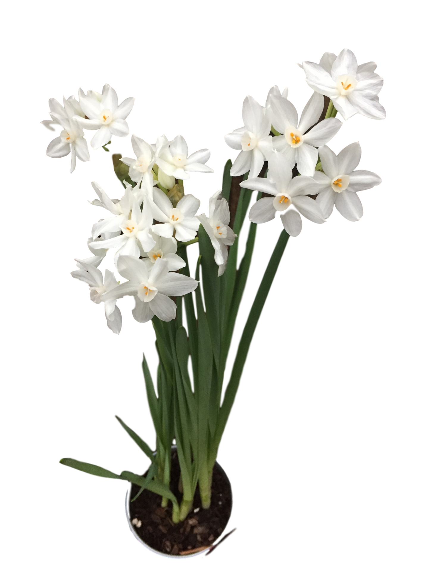 Paperwhite Bulbs 14-16+ 50 Bulbs