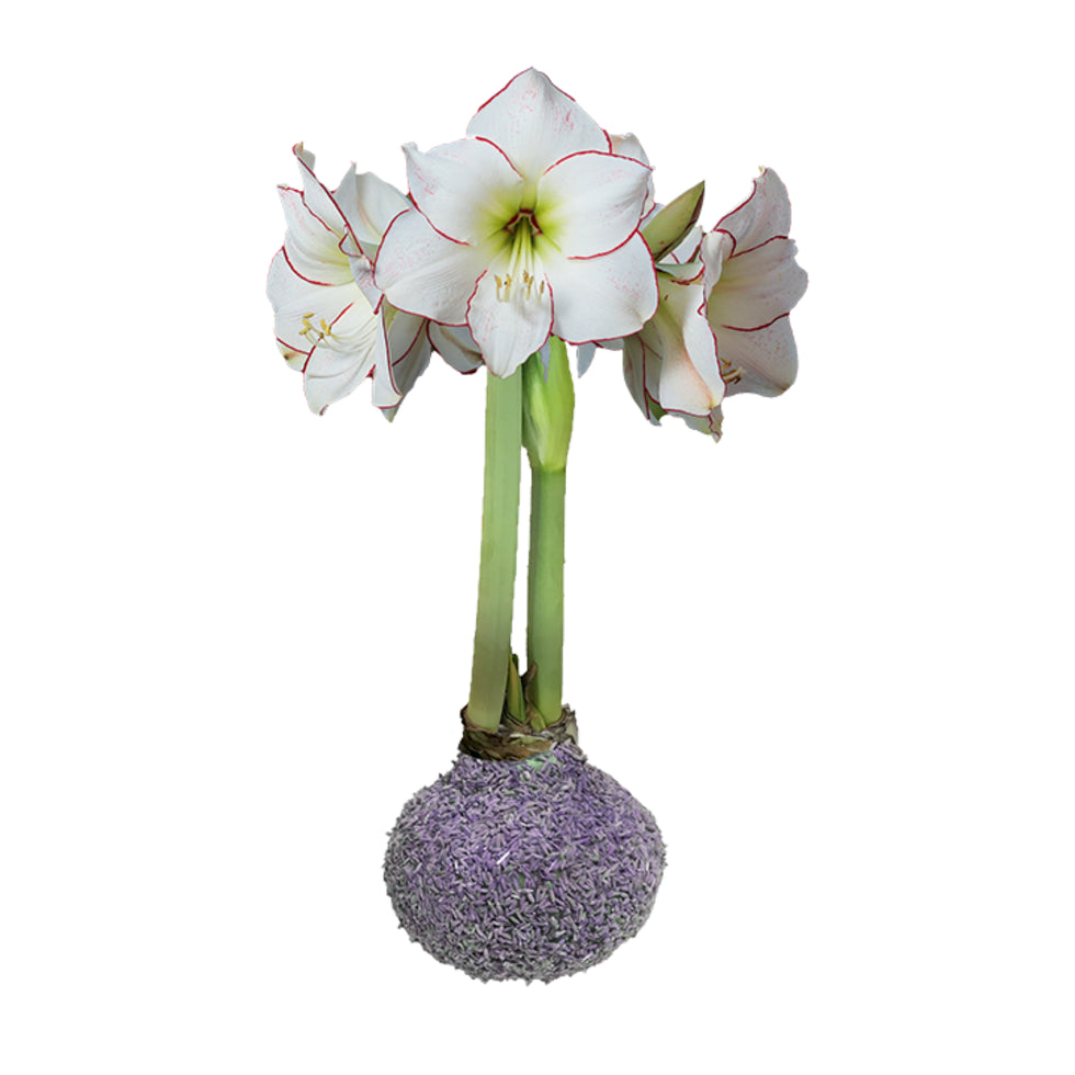 Picasso With Lavender Flower Base 32+ 21 Bulbs/Case