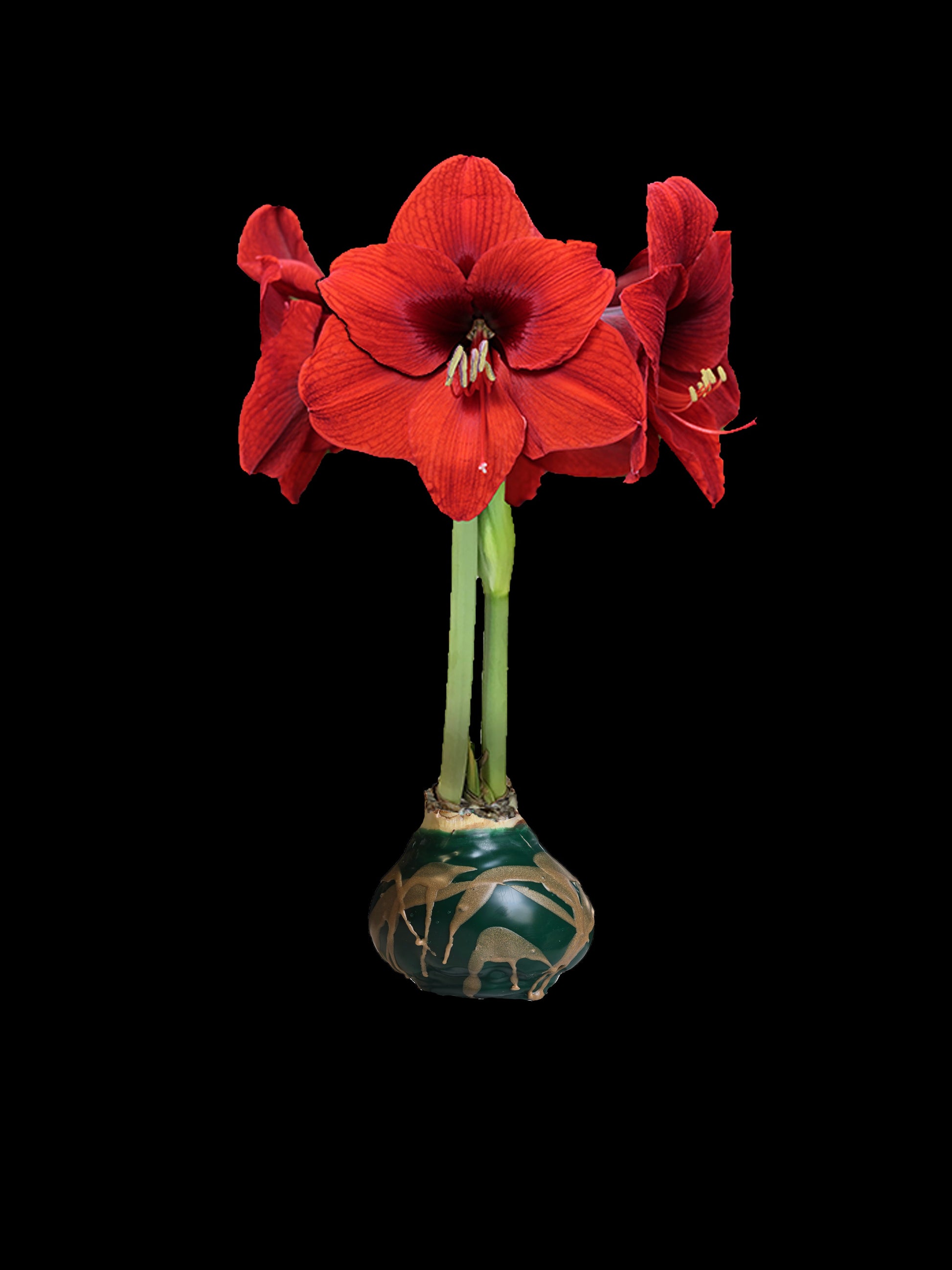 Red Flower Green Wax Gold Splatter 36+ 18 Bulbs/Case