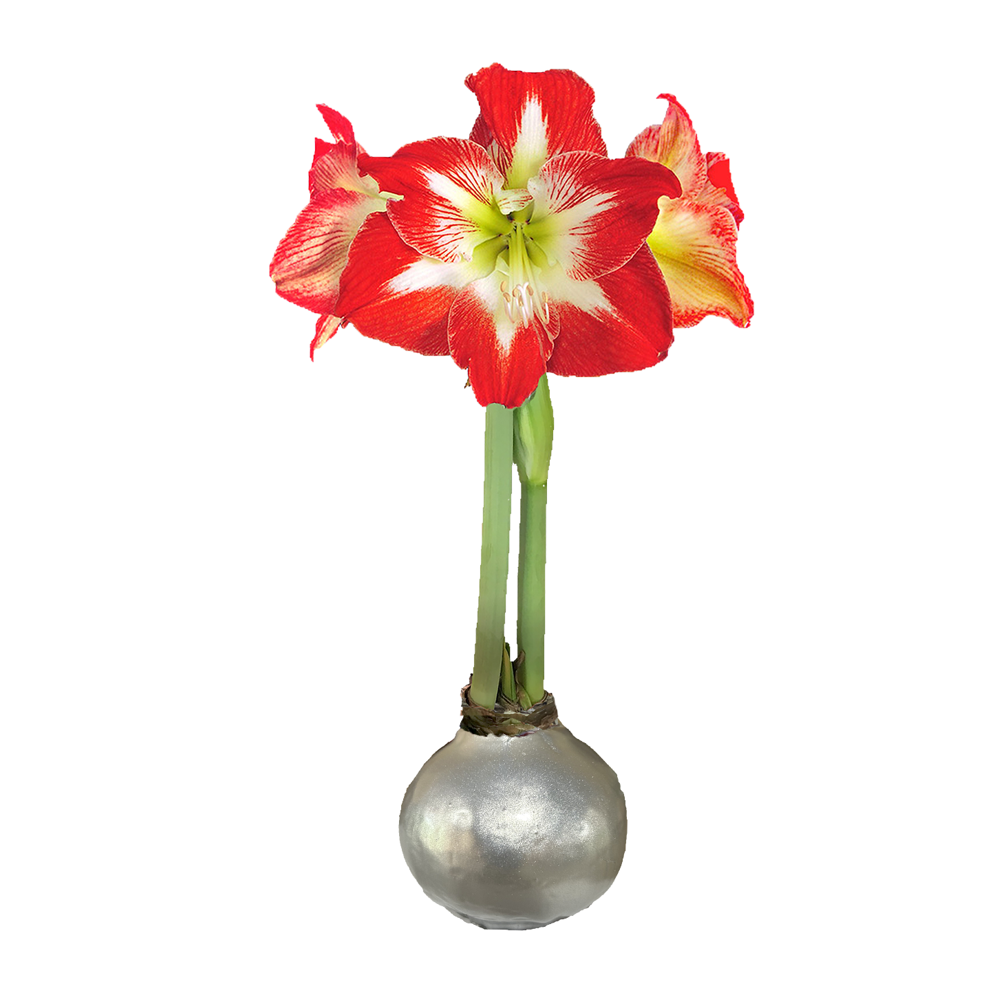 Minerva Silver Lacquer Base 36+ Case of 18