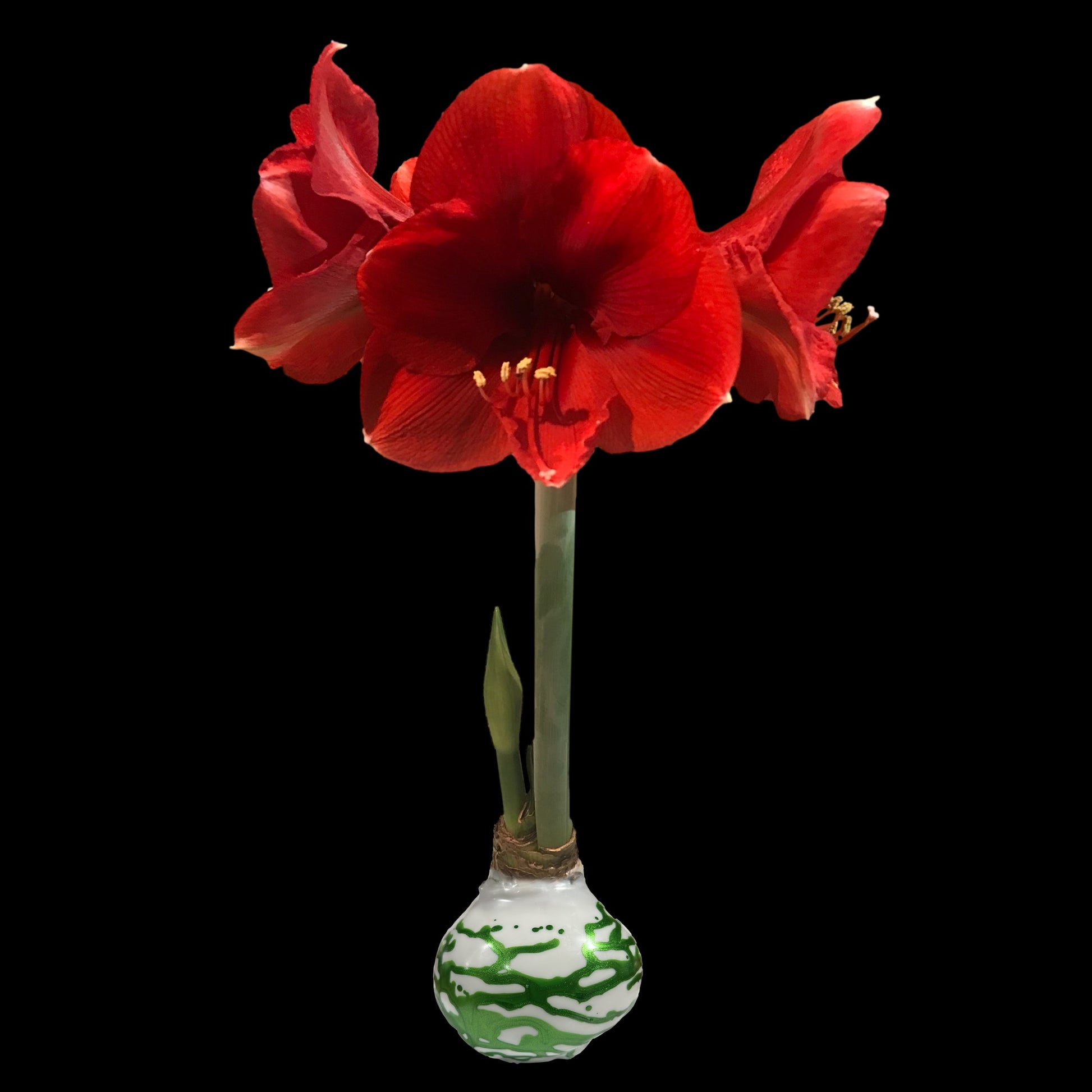 Red Flower White Wax Green Lacquer Splatter 36+ 18 Bulbs