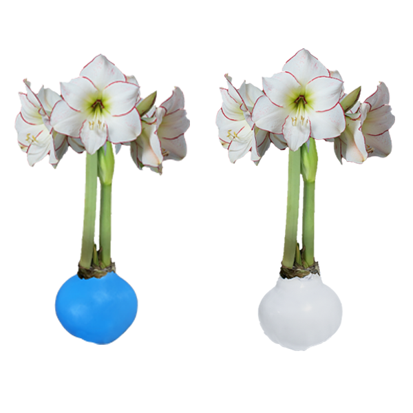 Picasso Summer Mix 9 Blue Wax 9 White Wax Base 32/34