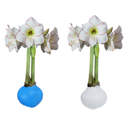 Picasso Summer Mix 9 Blue Wax 9 White Wax Base 32/34