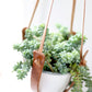 Small Flourish Plant Hanger