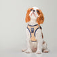City Leash Set - Hamptons
