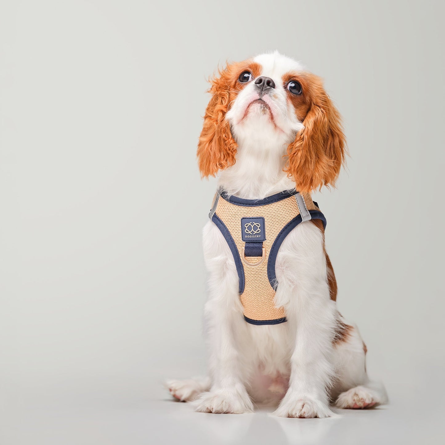 City Leash Set - Hamptons