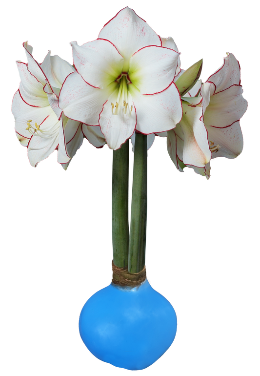 Picasso With Spring Blue Wax Base 34+ 18 Bulbs/Case