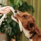 Macrame Rope Dog Toys: 2-Pack