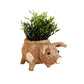Pig Planter - Coco Coir Pots | LIKHÂ