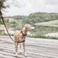 Robin Dog Collar Medium - Choko