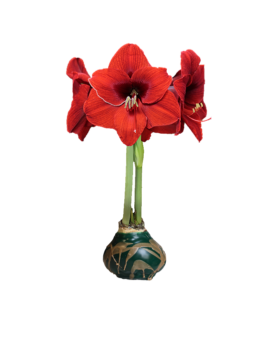 Red Flower Green Wax Gold Wax Splatter Base 36+ 18 Bulbs