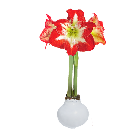 Minerva White Wax Base 36+ Case of 18